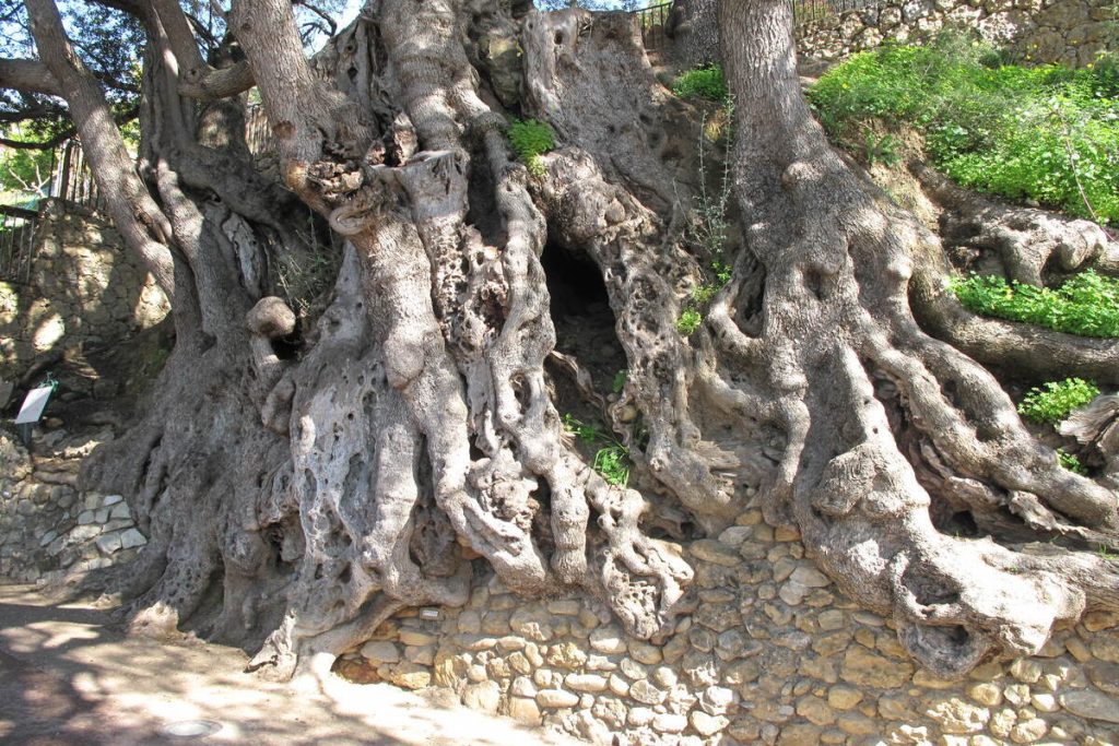 Le saviez-vous ? Le plus vieil arbre de France est un olivier millénaire qui se cache dans ce village des Alpes-Maritimes