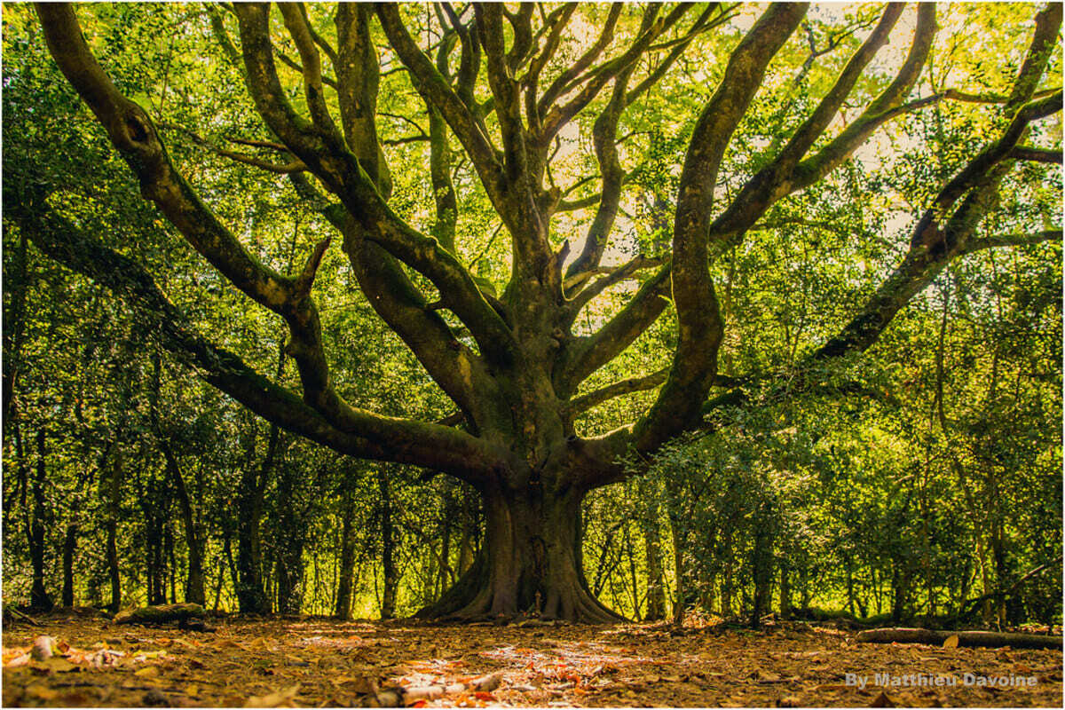À 1h de Rennes, cette forêt légendaire est l’escapade idéale pour un week-end mystérieux