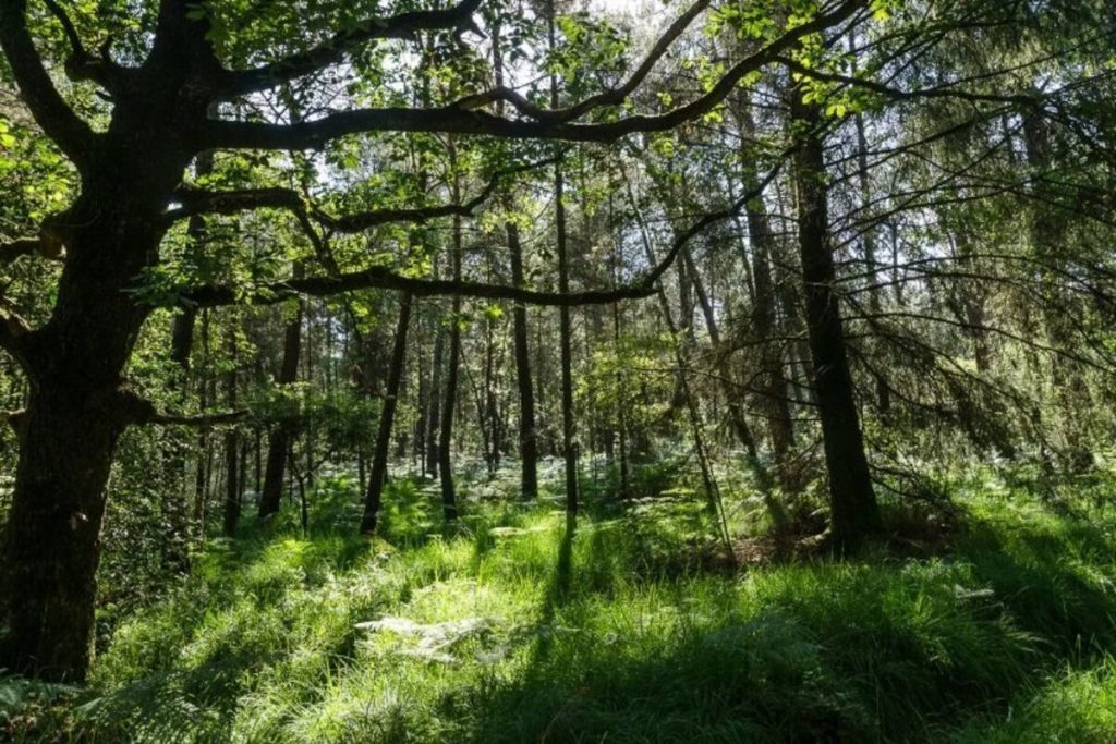 Personne ne le sait, mais la véritable forêt de Merlin l’enchanteur se trouve en Bretagne et elle est magique en automne