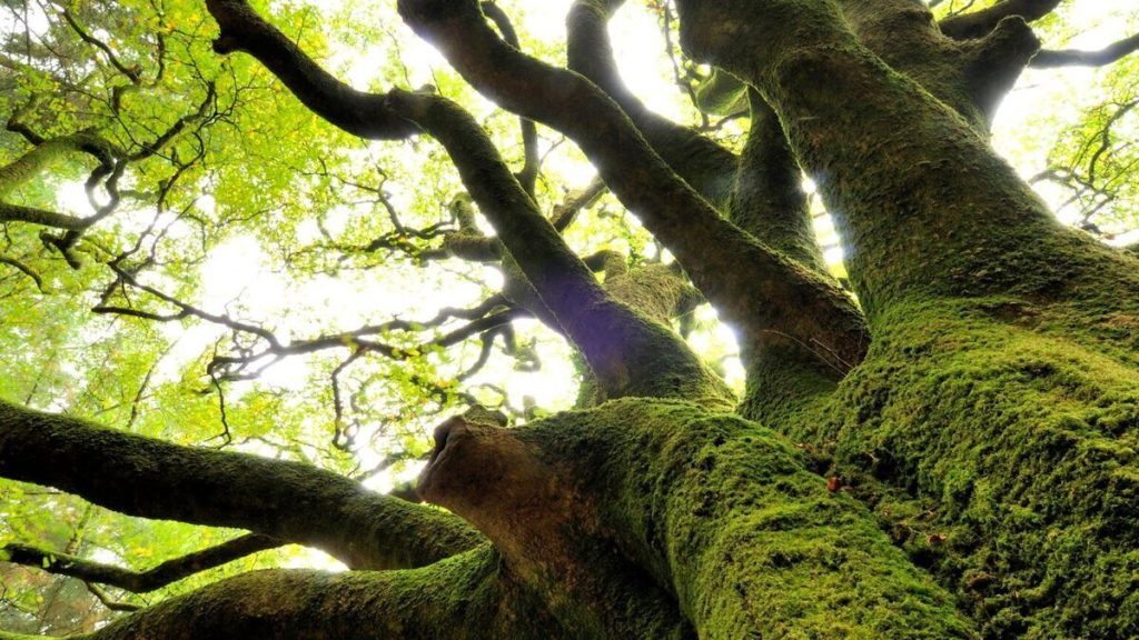 Le secret de la forêt de Brocéliande en automne, sur les traces des légendes du Roi Arthur 