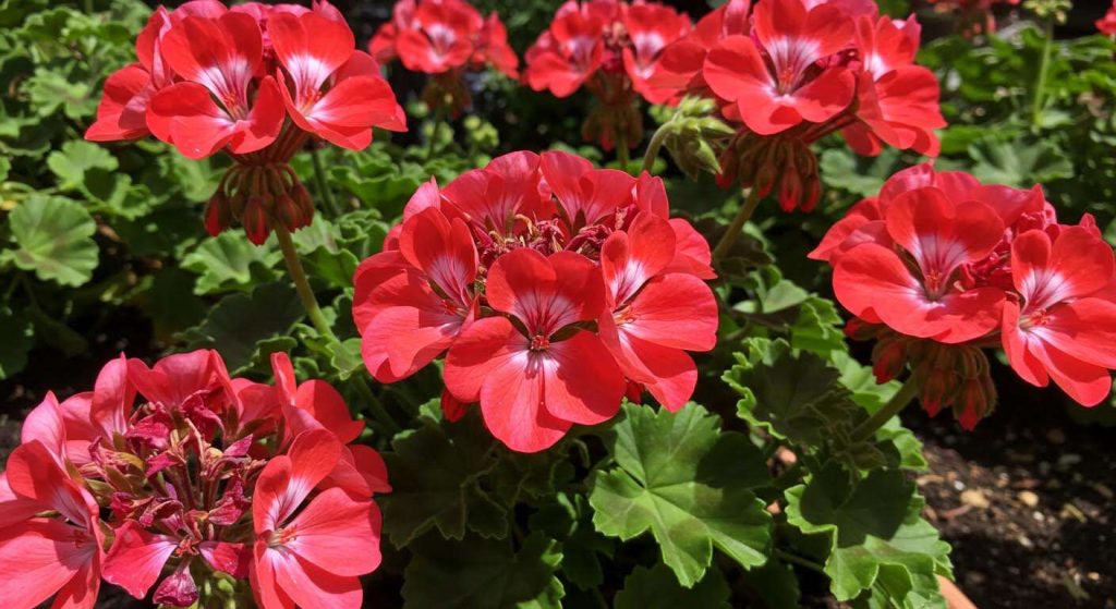 Ne rentrez jamais vos géraniums comme ça : l'erreur qui les fait pourrir en un mois dans la cave