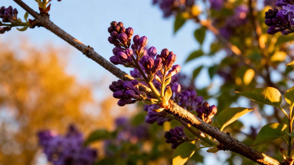 Surtout, ne taillez pas ces 5 arbustes en automne, vous sacrifieriez toute leur floraison