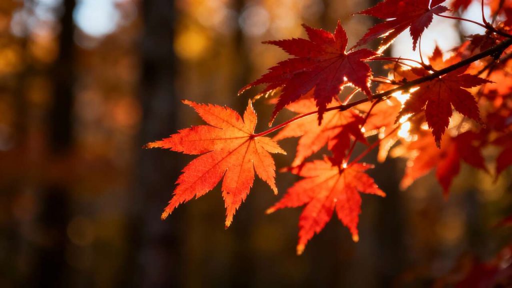 Voici les 3 arbres qui prennent des couleurs d&rsquo;automne spectaculaires, même dans un petit jardin