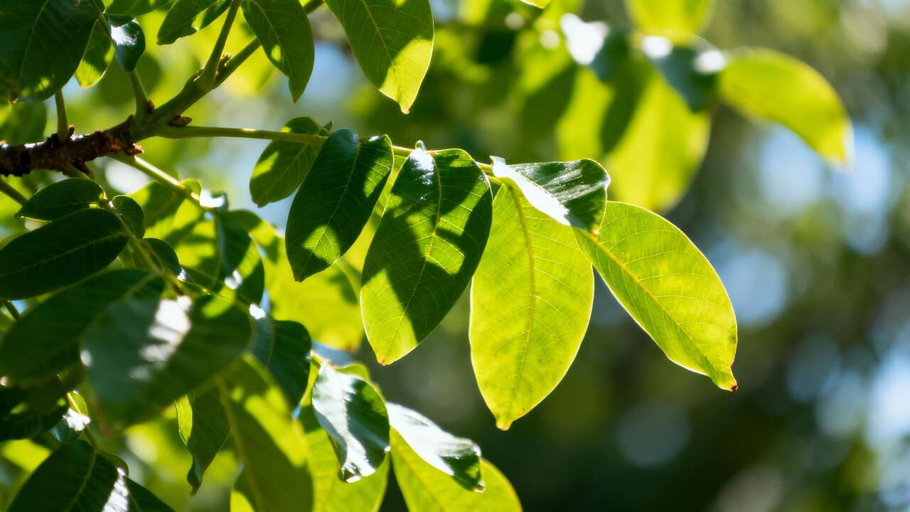 Ne jetez plus les feuilles de noyer : voici comment ce « poison » peut devenir un allié pour votre jardin