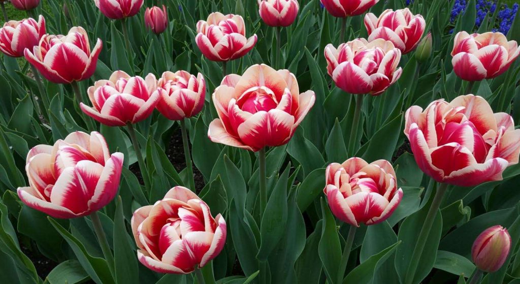 Oubliez les bulbes de tulipes classiques : voici la variété peu connue qui fleurit deux fois plus longtemps
