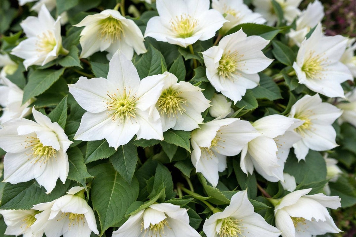 Avant que l’hiver ne s’installe, j’ai comblé mes massifs vides pour moins de 30 € : le résultat a bluffé tous mes voisins