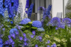 30 noms de fleurs bleues pour un jardin coloré