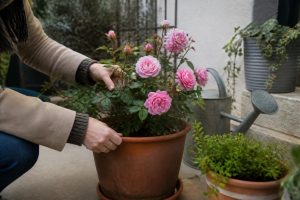 Entretenir un rosier en pot : guide pratique 2026