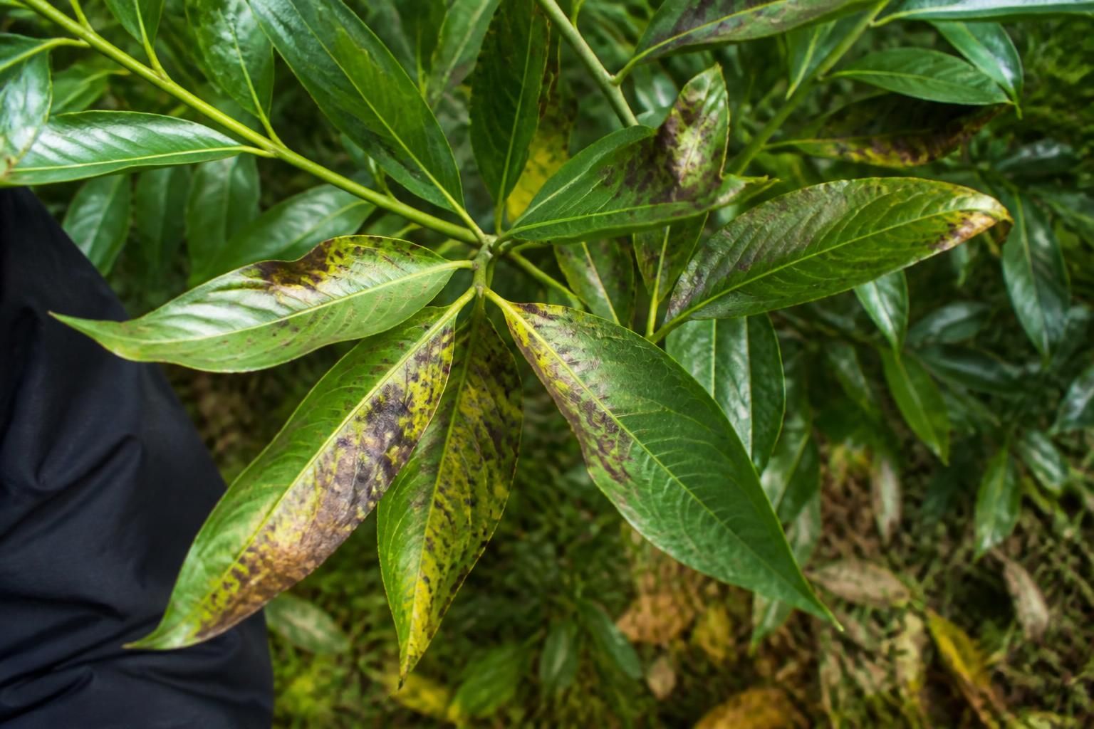 Maladies du laurier-palme : diagnostic et traitements